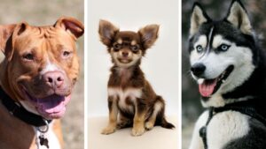 Quali sono le 10 razze di cani più difficili da crescere e addestrare?