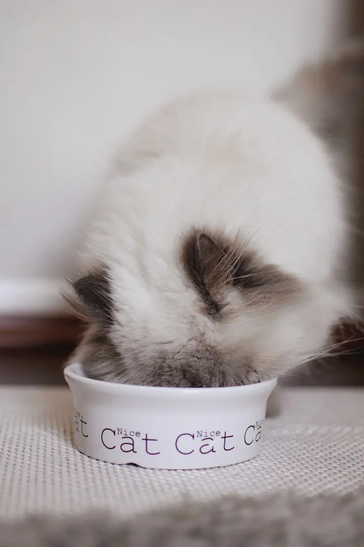 gatto che mangia