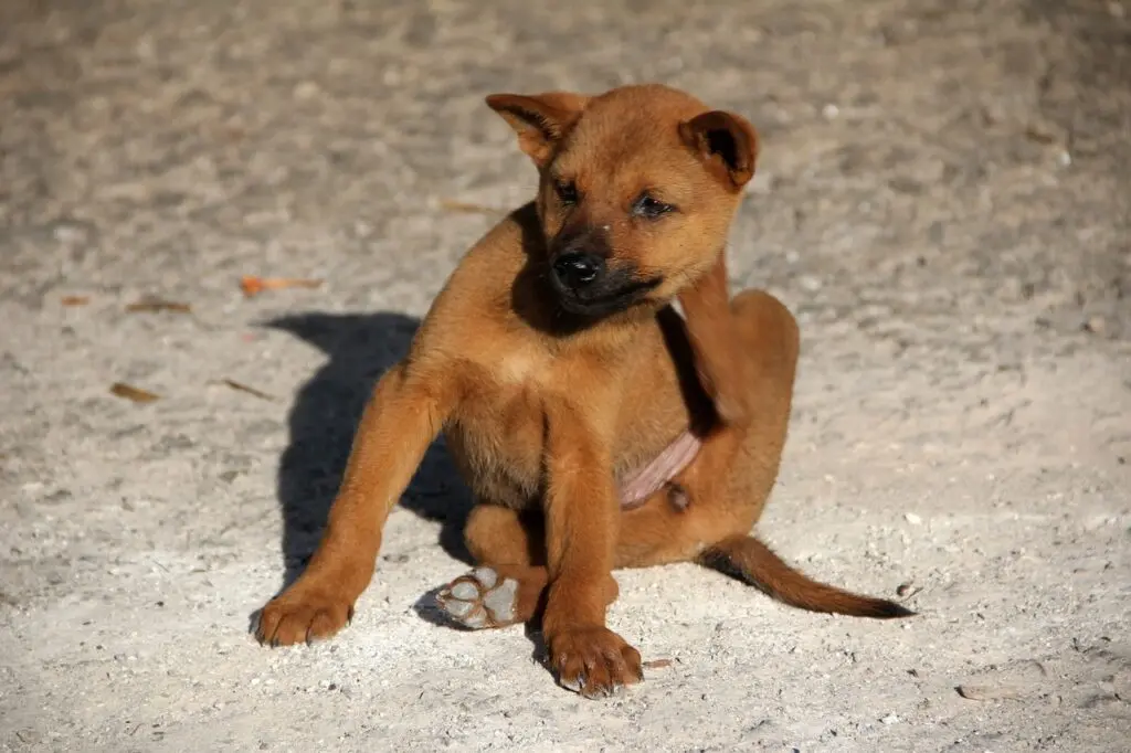 punture di pulci, cane con pulci