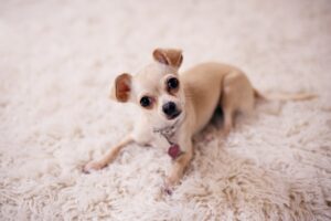 4 cose da sapere sui Chihuahua