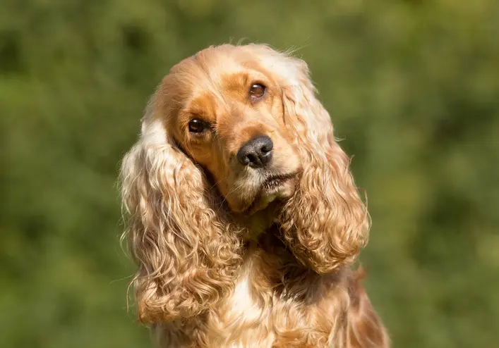 cocker spaniel