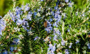 Come scegliere le piante aromatiche da coltivare in cucina a febbraio