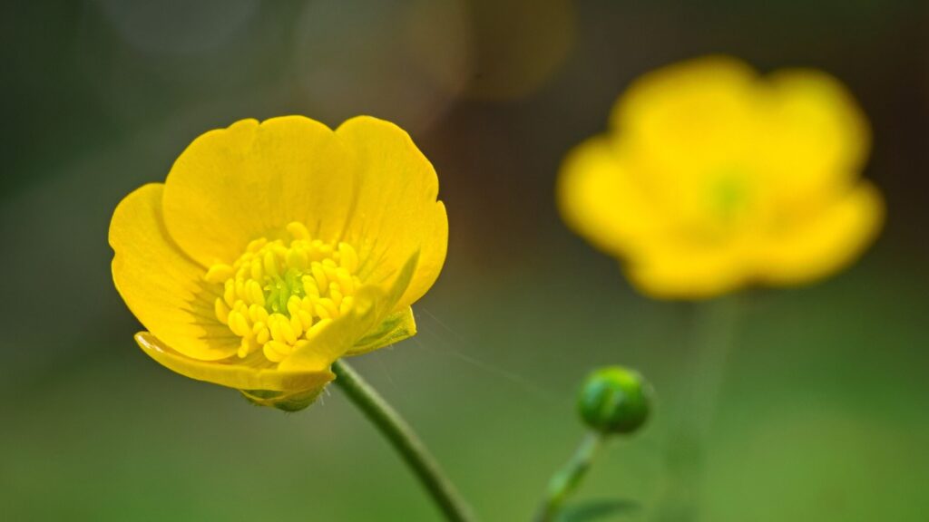 fiore di Ranuncolo