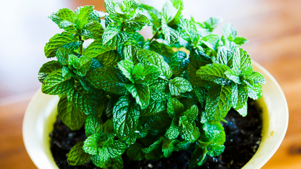 menta