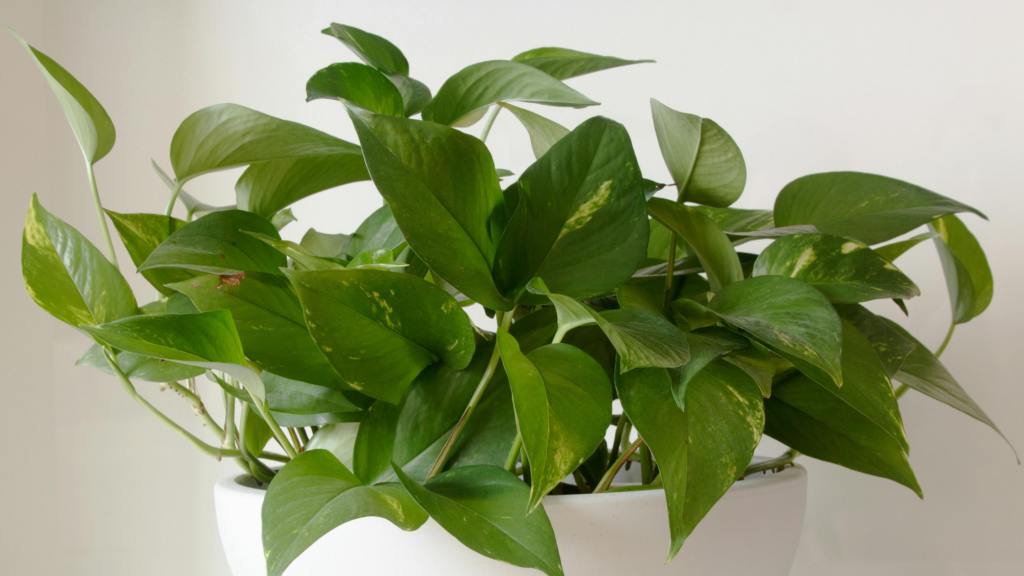 pothos