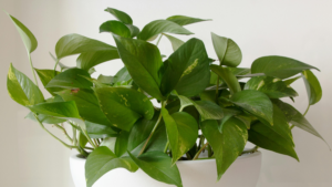 pothos