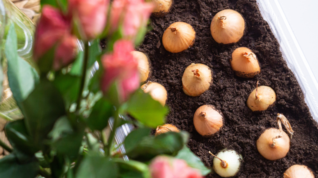 Bulbi da piantare a ottobre: quali scegliere e come interrarli per avere fiori a primavera 2 bulbi in vaso