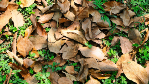 Foglie secche in giardino: come raccoglierle e trasformarle in compost o pacciamatura