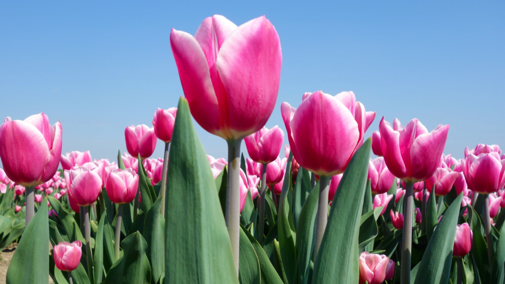 Bulbi da piantare a ottobre: quali scegliere e come interrarli per avere fiori a primavera 1 tulipani